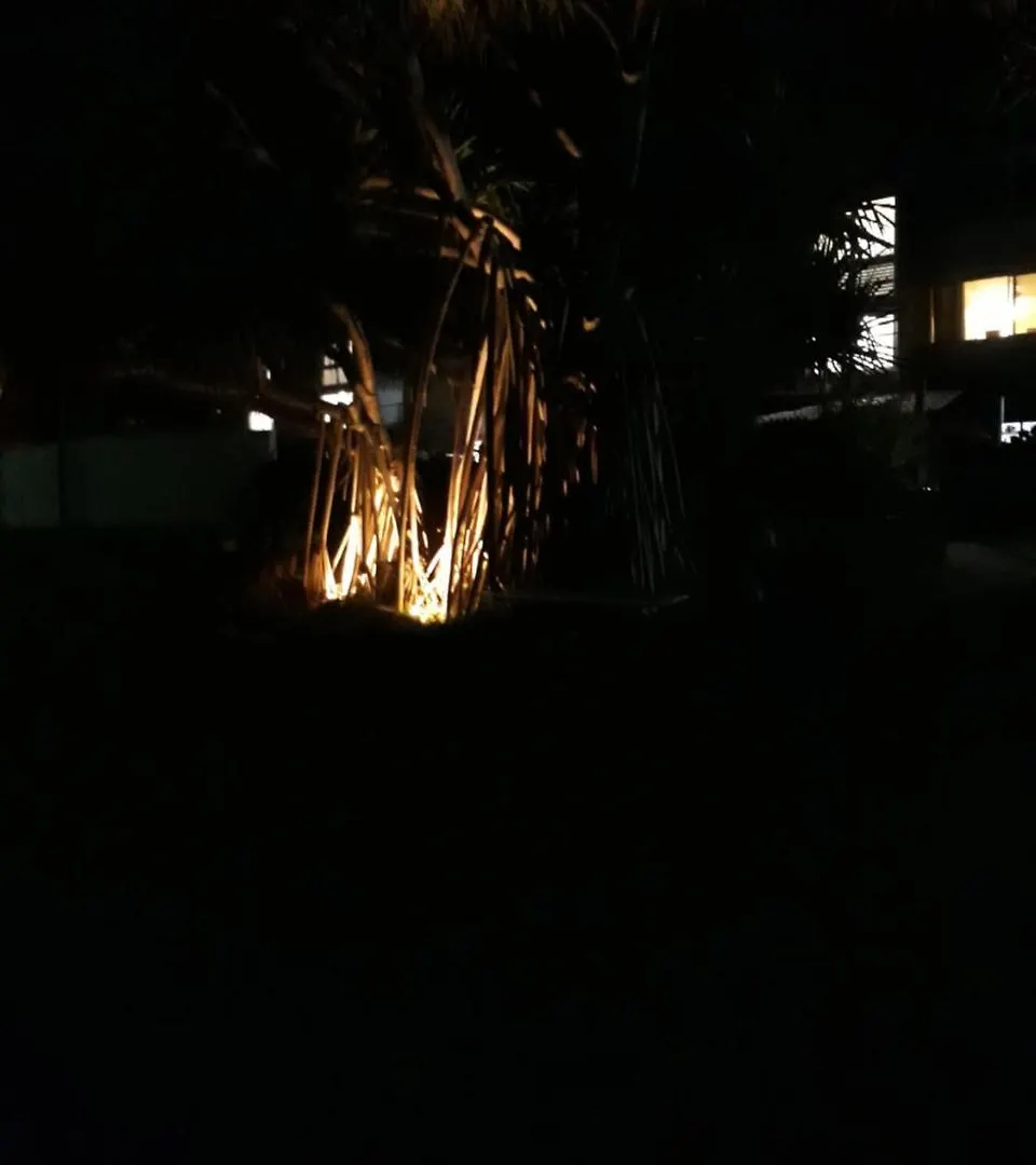 Pandanus Coolum Beach